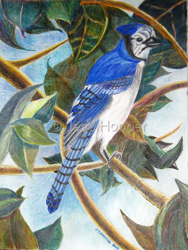 Drawing-Animals-Blue Bird