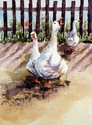 Ducks%20by%20the%20Fence (thumbnail)