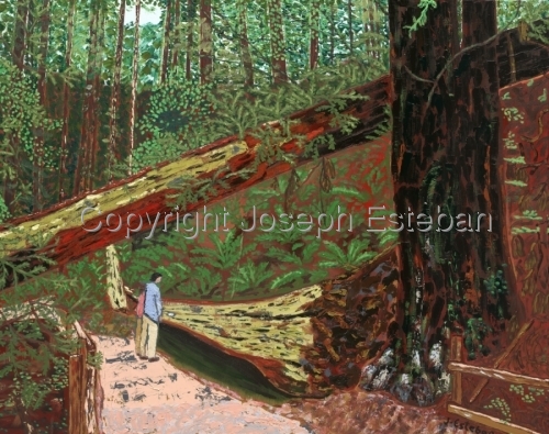 Painting-Oil-Before the Crowds, 2008 <br>Muir Woods Nat'l Monument <br>Northern California