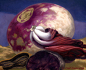 Turnip, Bloom and Purple Potato