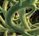 Vine Tangle