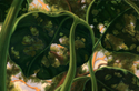Diaphanous Leaves
