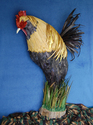 The Rooster