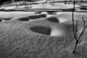 Snowy Forest Floor