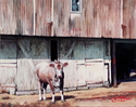 Heifer