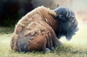 Spring Molt