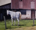 White Horse