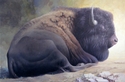 Herd Bull