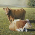 HEIFERS
