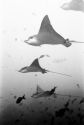 Jim Gucciardo - Animals Photography Spotted Eagle Rays, Galapagos, Ecuador - Animals Photography