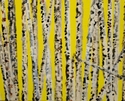 Rogue Aspens Close Up