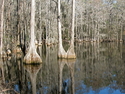 Jeanne  Ireland - Florida Cypress Grove