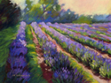 Lavender Fields Series I- Morning in the Fields