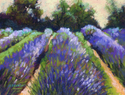 Lavender Fields Series 2- Abundance