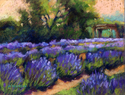 Lavender Fields Series 2- Row Upon Row