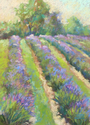 Lavender Lanes