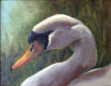Swan