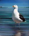 Stage Harbor Sentry
