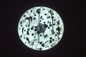 Black%20Rain%20Plate (thumbnail)
