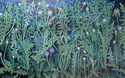 Twilight%20Dandelions (thumbnail)