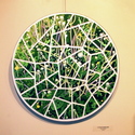 Latticed%20Dandelions (thumbnail)