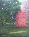 Japanese Maple