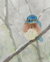 Bluebird In The Snow