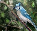Blue jay