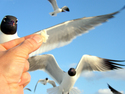 Photography-Bird food