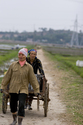 Photography-hauling rice