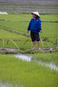 Photography-zig zag of rice