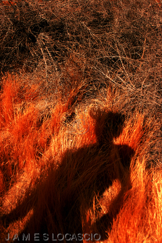 Photography-Figurative-Wolf in Shadow