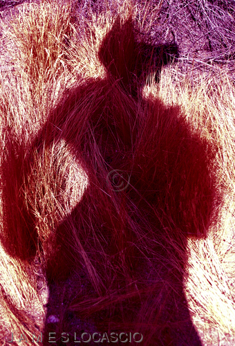 Photography-Figurative-Proud Wolf