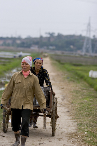 Photography-hauling rice