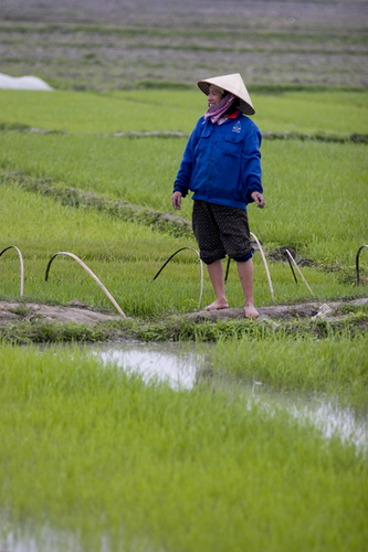Photography-zig zag of rice