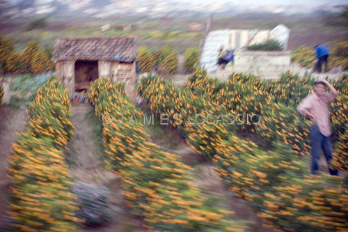 Photography-Vietnamese New Year in color of Mandarin