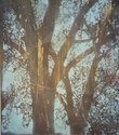 untitled (tree 1)