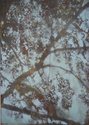untitled (Tree 5)