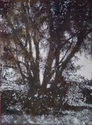 tree6 white