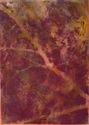 tree 5 plum