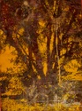 tree 6 (orange)