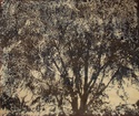 tree 7(nude)