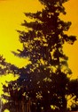 tree 8 (apricot)