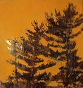 tree 8 mango