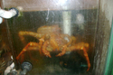 crab 1