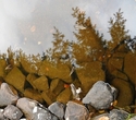 September Leaves on the Lake Bottom