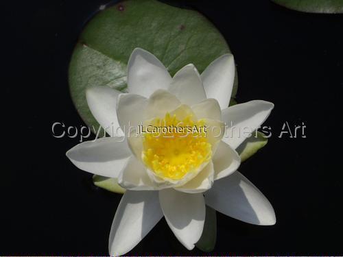 Floral Photographs