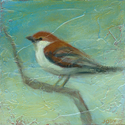 Sparrow