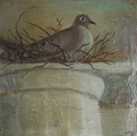 Momma Dove