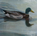Duck On The Water